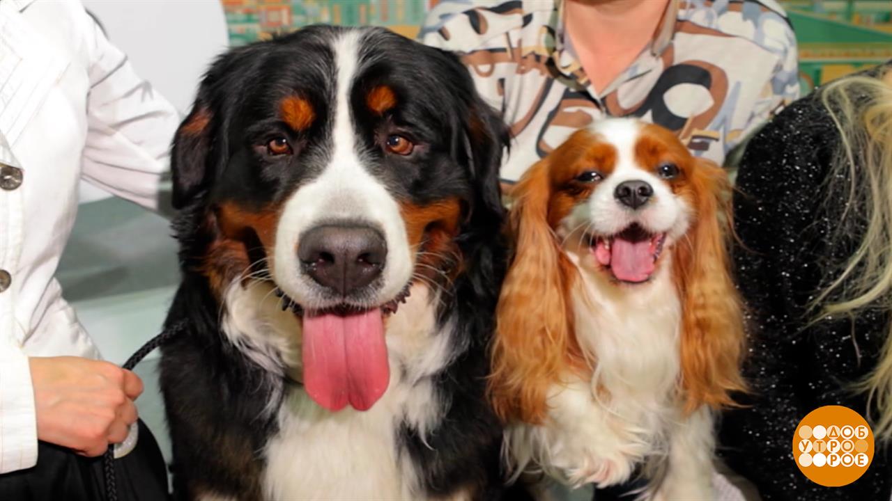 "Евразия 2025": собачья радость. И не только! Доброе утро. Фрагмент выпуска от 17.11.2025