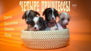 Купить - голая китайская хохлатая собака. Четыре девочки, голые щенки.