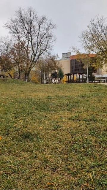 Спаниель Лео - ловля бросков