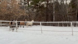 Зимний парк - часть 1