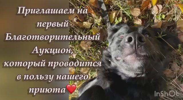 Приглашаем на первый благотворительный аукцион который проводится в пользу нашего приюта 