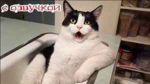 ТАЙНАЯ ЖИЗНЬ ДОМАШНИХ ЖИВОТНЫХ, СНЯТАЯ НА КАМЕРУ С ОЗВУЧКОЙ