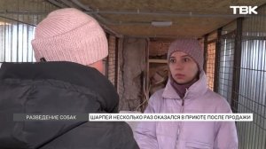 Породистый шарпей дважды оказался на улице после того, как его забрали от заводчика