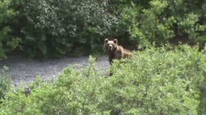 Нервозный медведь.