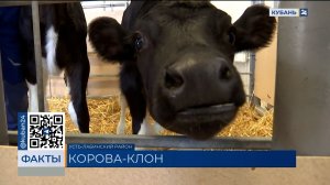 Клоны знаменитой коровы Звездочки появились в Усть-Лабинском районе