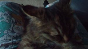 кошка на мне отдыхает