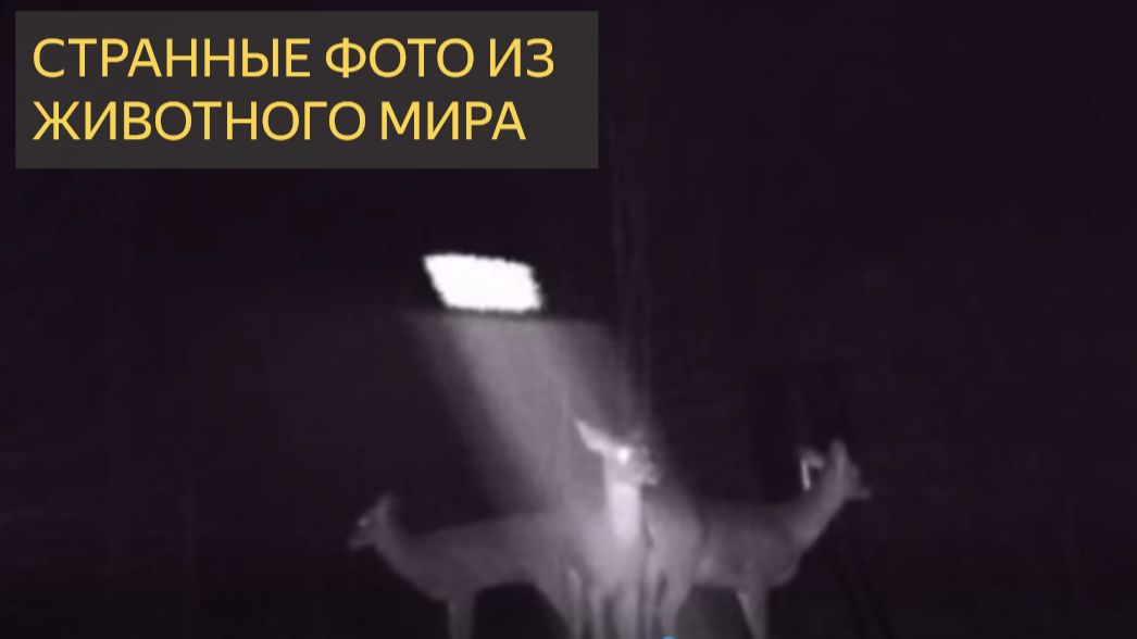 СТРАННЫЕ ФОТО ИЗ ЖИВОТНОГО МИРА