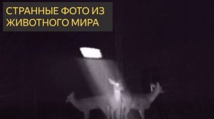 СТРАННЫЕ ФОТО ИЗ ЖИВОТНОГО МИРА