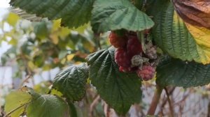 ДЕРЕВНЯ-ДЕРЕВЕНЬКА/УВЕЛИЧИВАЕМ ПЛОЩАДЬ ДОМА/ НАВОДИМ ПОРЯДОК /ВЫРАСТИЛИ ДРАКОНИЙ ФРУКТ