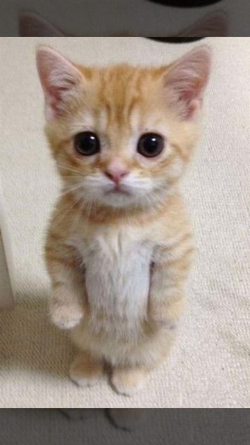 Lenar - Montagem miau (Ay mi gattito miau miau) смотреть онлайн