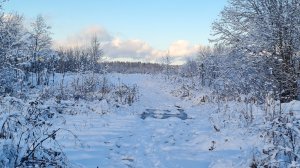 Охота в Ленинградской области сезон 2025-2026  Первый снег ❄️ радости нет предела