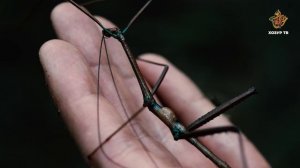 Иң озын бөҗәк  | Гаҗәеп дөнья серләре. Бөҗәкләр дөньясы