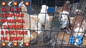 💥🕊💥 Сборная ярмарка голубей в Ростове на Дону. Птичий рынок 16.11.25. Часть 3. Pigeons Fair.