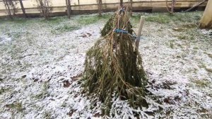 Как укрыть вновь посаженные деревья