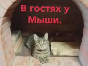 В гостях у Мыши