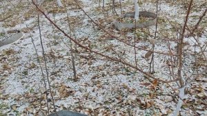 ,, Великий сказочник,, в садоводстве.