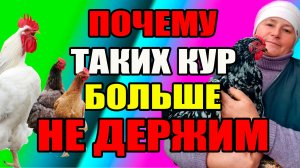Почему ТАКИХ кур, лучше НЕ ДЕРЖАТЬ в своем хозяйстве.