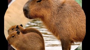 маме от Алины