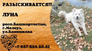 Пропала собака! ЛУНА. респ. Башкортостан, г. Мелеуз
