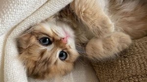 С Добрым Утром - Доброй недели легкого понедельника