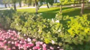 ...ИГРАЮТ НА ТОМ БЕРЕГУ _РЕМИКС 171125Т - N SOF TREE 8