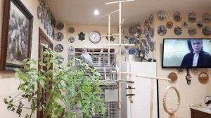 Попугай Жако Ники.mp4