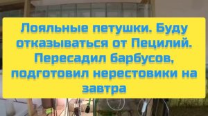 ЛОЯЛЬНЫЕ ПЕТУШКИ. БУДУ ОТКАЗЫВАТЬСЯ ОТ ПЕЦИЛИЙ. ПЕРЕСАДИЛ БАРБУСОВ, ПОДГОТОВИЛ НЕРЕСТОВИКИ НА ЗАВТРА