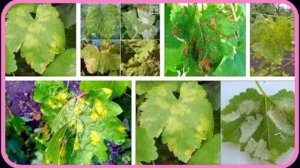 Виноград. Болезни милдью, оидиум и хлороз