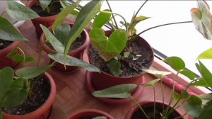 Мой опыт выращивания антуриумов