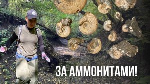 За аммонитами!
