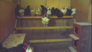 Идеальное гнездо для несушек своими руками с удобным яйцесборником - просто и экономно!