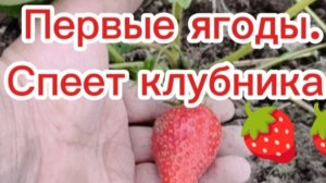 первые ягоды.спеет клубника.