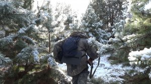 Тетерев. Охота на тетерева с мелкашкой. Добыл отличного косача.