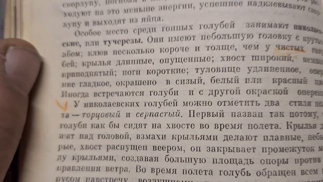 1000106528.mp4 Ваше мнение голубятники. смотреть онлайн