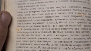 1000106528.mp4 Ваше мнение голубятники.