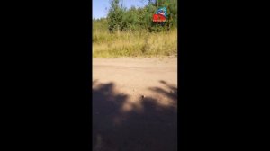 Что за птица с добычей в лапах?