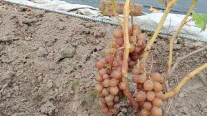 Эльдорадо (Кашича)