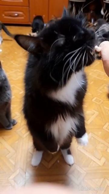 Ловил мышей. Устал. Похвалили.А теперь остаток адреналина - массаж одеялу.