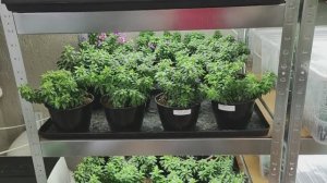 КАК  вырастить КРАСИВЫЙ  куст КАЛИБРАХОА . ВСЕ  тонкости по УХОДУ за КАЛИБРАХОА осенью и зимой.