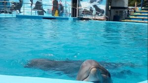 Куда поехать с детьми на море. Рок-фестиваль в дельфинарии Архипо-Осиповки. Самое крутое развлечение