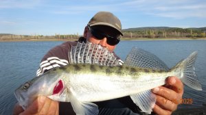 Скромный улов одного Судака.Ловля на живца осень..