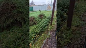 Брусника глухой осенью в ЛенОбласти.mp4