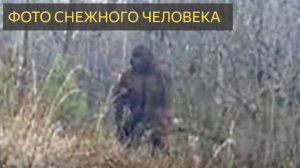 Различные фотографии снежного человека-саскватча ДОПОЛНЯЮТ изображения снежного человека, Саскватча