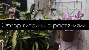 обзор витрины с растениями