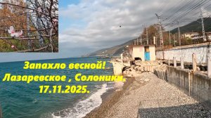 Запахло весной! Лазаревское , Солоники ,17.11.2025.