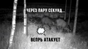 Битва двух сильнейших кабанов.Животные