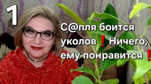 С@пля боится уколов❗️Ничего, ему понравится❗️