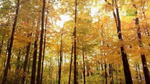 Стихи над миром. Стихотворения Зинаиды Миркиной