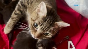 Страшная квартира