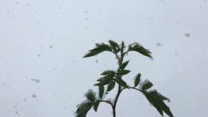 Первый снег касается запястий. Стихи и видеомонтаж мои. Музыка Арно Бабаджаняна